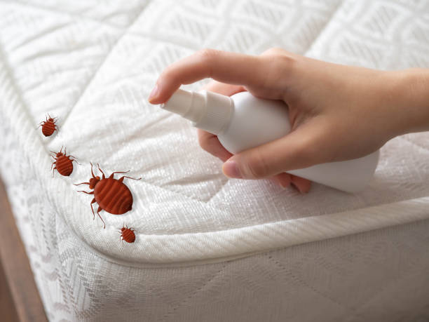 Best Spider Control Near Me  in St Leon, IN