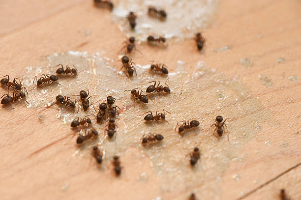 Best Affordable Pest Control Services  in St Leon, IN